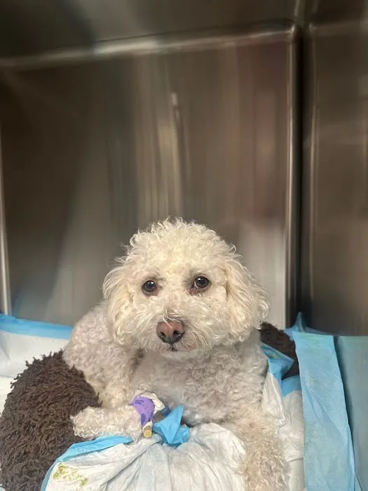 BluePearl Pet Hospital Picture 6