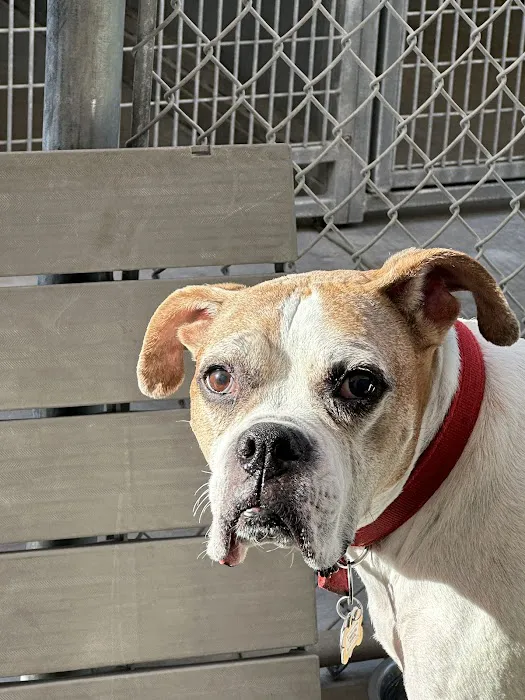 BluePearl Pet Hospital Picture 4