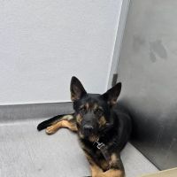 Agua Fria Animal Hospital ico