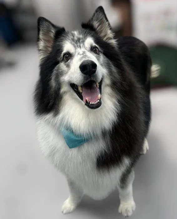 CityVet | Goodyear Picture 1