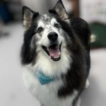 CityVet | Goodyear