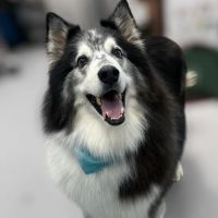 CityVet | Goodyear ico
