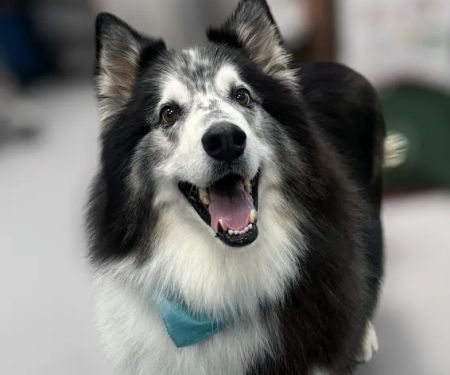 CityVet | Goodyear