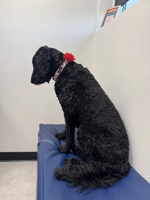 CityVet | Goodyear Picture 6
