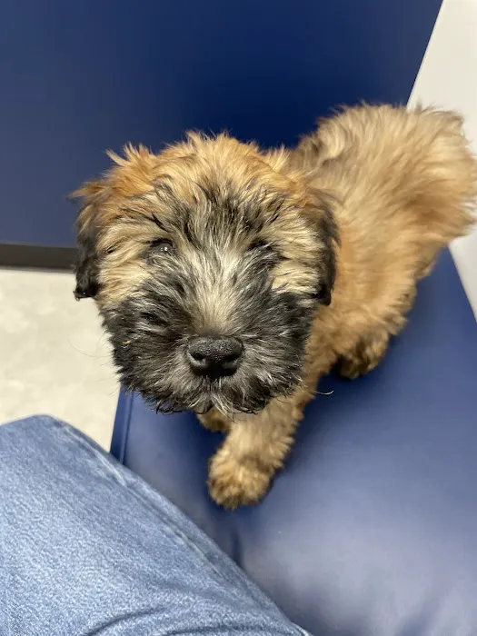 CityVet | Goodyear Picture 2