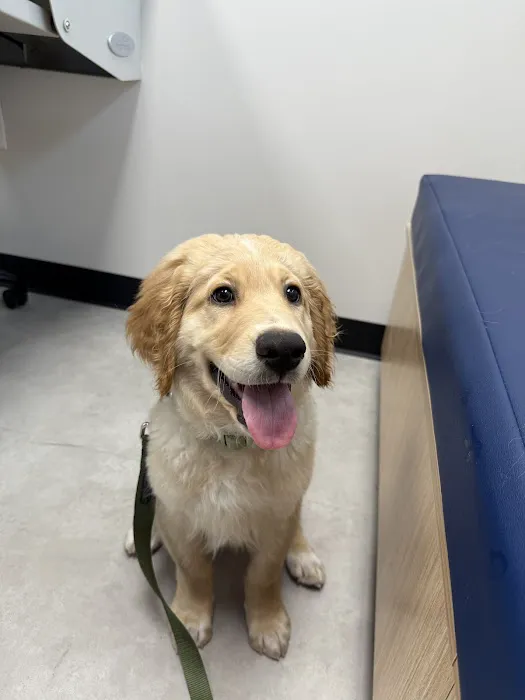 CityVet | Goodyear Picture 4
