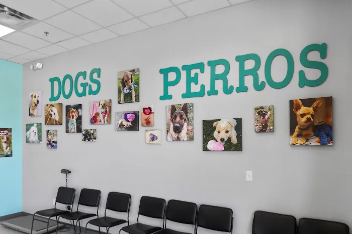 Spay Neuter Clinic: Glendale Picture 6