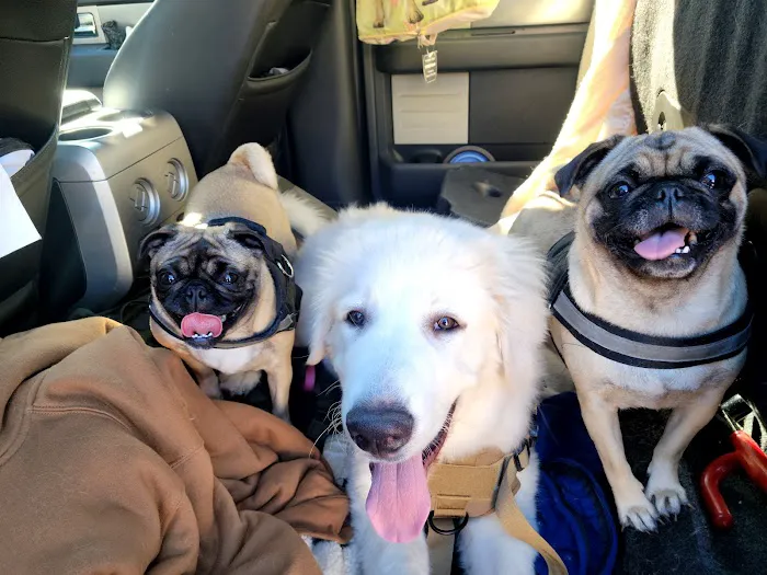 Spay Neuter Clinic: Glendale Picture 1
