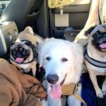 Spay Neuter Clinic: Glendale