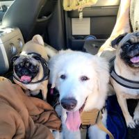 Spay Neuter Clinic: Glendale ico