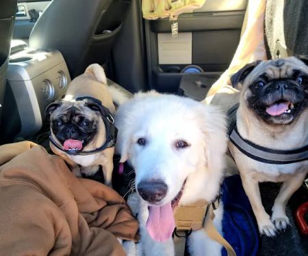 Spay Neuter Clinic: Glendale