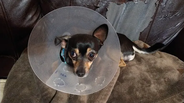 Spay Neuter Clinic: Glendale Picture 9