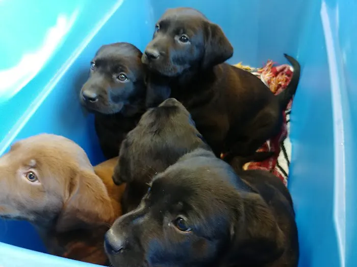 Glendale Animal Hospital Picture 1