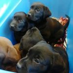 Glendale Animal Hospital