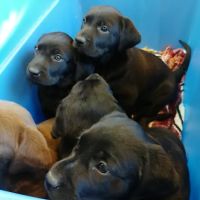 Glendale Animal Hospital ico