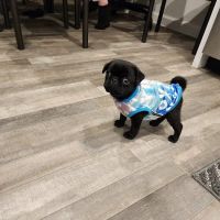 Western Animal Hospital ico