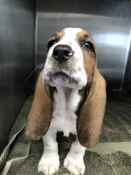 Western Animal Hospital Picture 8