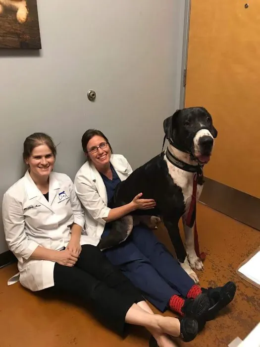 Dermatology for Animals Goodyear Picture 8