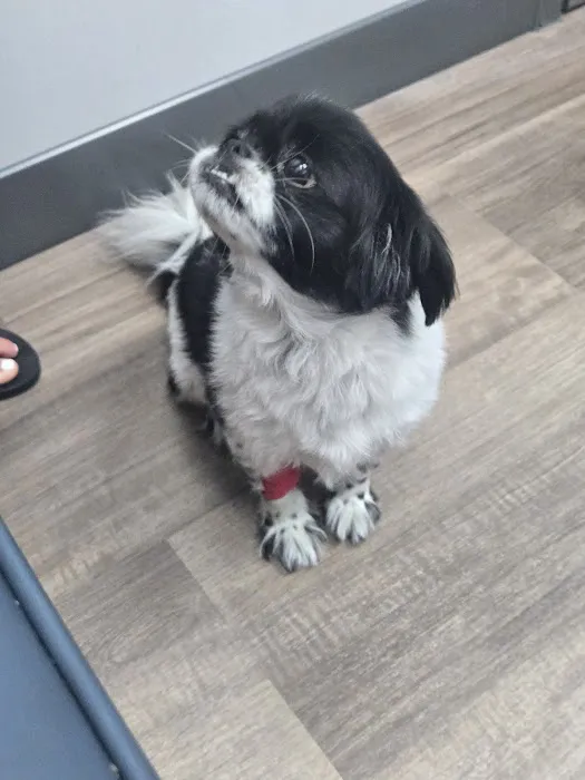 Livewell Animal Urgent Care of Goodyear Picture 1
