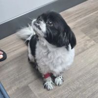 Livewell Animal Urgent Care of Goodyear ico