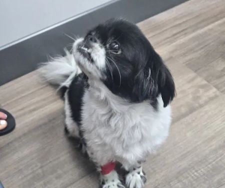 Livewell Animal Urgent Care of Goodyear