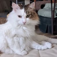 Palm Valley Animal Clinic ico