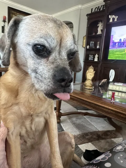 KC In-Home Pet Euthanasia Picture 1