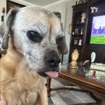 KC In-Home Pet Euthanasia