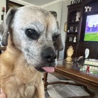 KC In-Home Pet Euthanasia ico