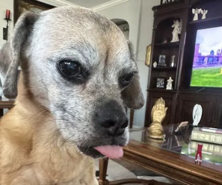KC In-Home Pet Euthanasia