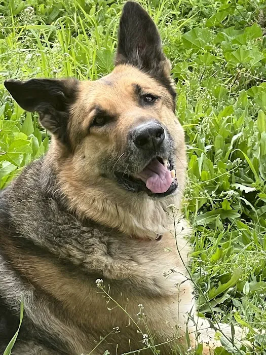 KC In-Home Pet Euthanasia Picture 7
