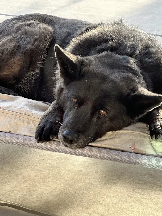 KC In-Home Pet Euthanasia Picture 5