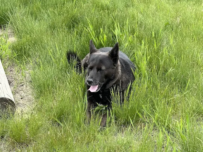 KC In-Home Pet Euthanasia Picture 2