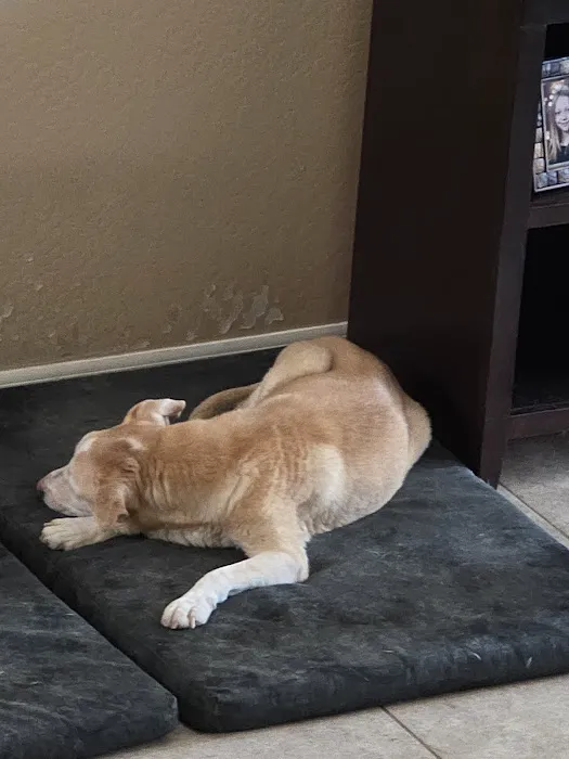 KC In-Home Pet Euthanasia Picture 3