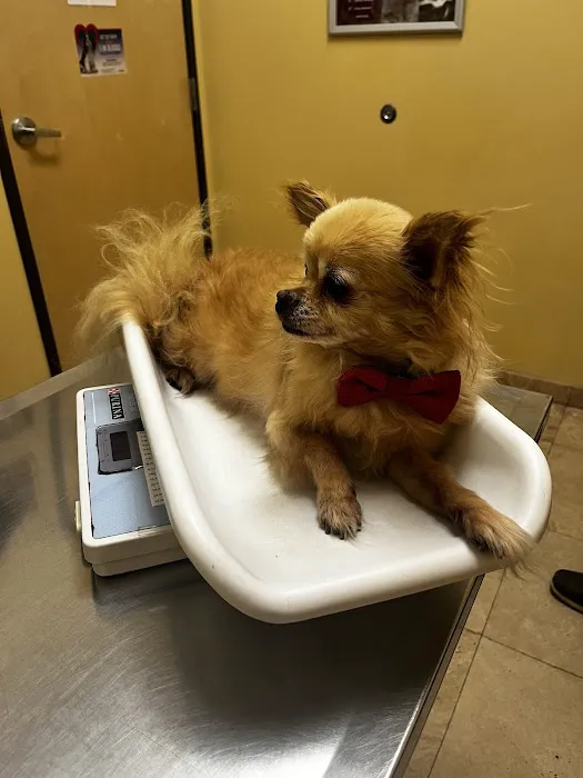 Dreaming Summit Animal Hospital Picture 7