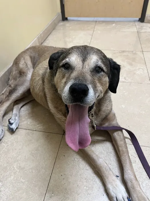 Dreaming Summit Animal Hospital Picture 9