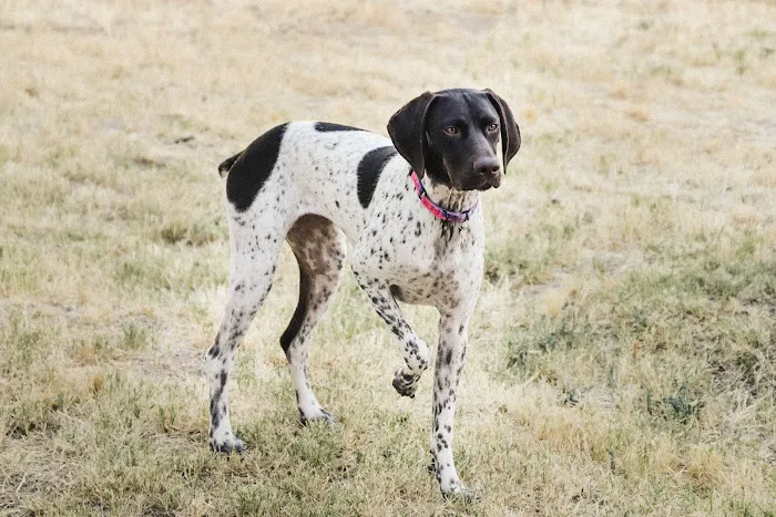 Dreaming Summit Animal Hospital Picture 10