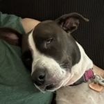Lovet Pet Health Care - Queen Creek