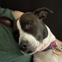 Lovet Pet Health Care - Queen Creek ico
