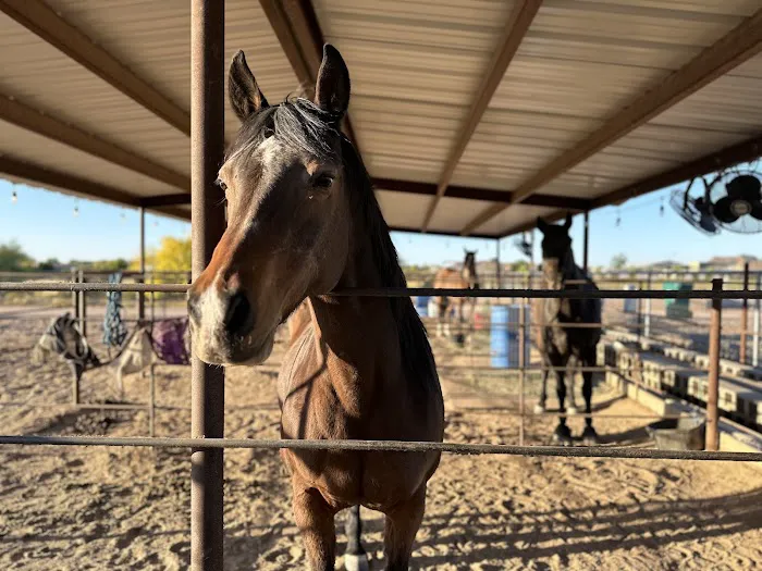 Desert Mountain Equine Picture 1