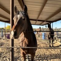 Desert Mountain Equine ico