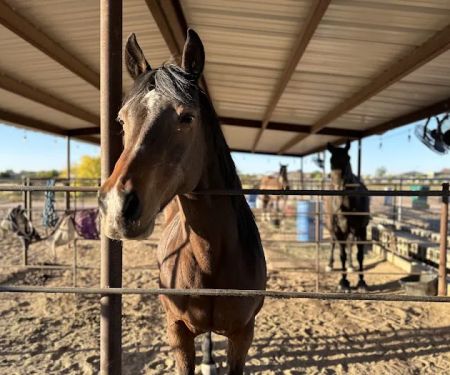 Desert Mountain Equine