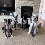 Scottsdale Animal Healthcare