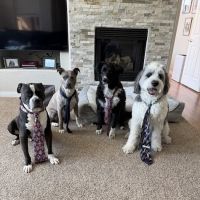 Scottsdale Animal Healthcare ico