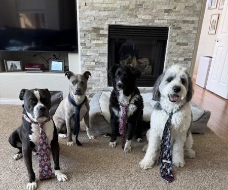 Scottsdale Animal Healthcare