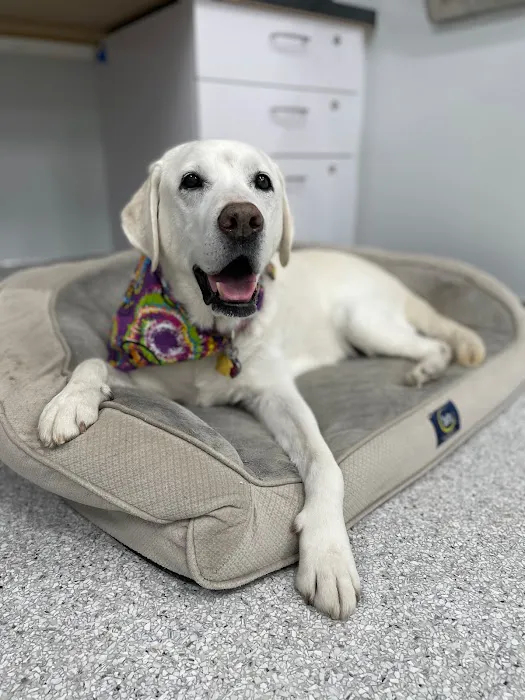 Scottsdale Animal Healthcare Picture 4
