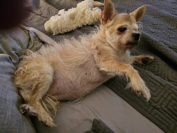 El Dorado Animal Hospital Picture 10
