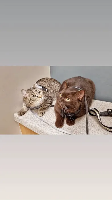 El Dorado Animal Hospital Picture 6
