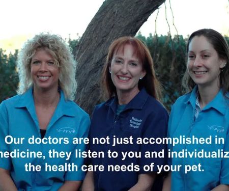 Palisades Veterinary Hospital: Diltz Laura J DVM