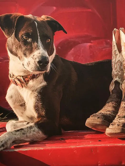 Fountain Hills Veterinary Hospital - NOW MERGED WITH BARK AVENUE ANIMAL HOSPITAL Picture 8